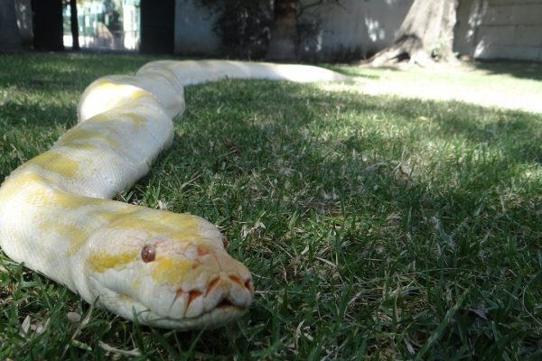 Ya conoces a la güera, la serpiente albina del ZooIra?
