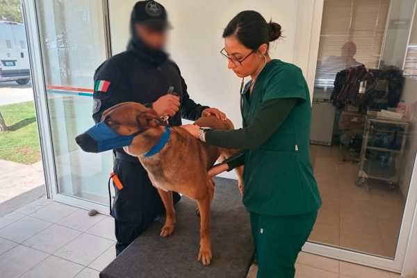 Regresa el agente K9, Myozsi, a sus actividades dentro del Complejo Penitenciario de Valle de Santiago