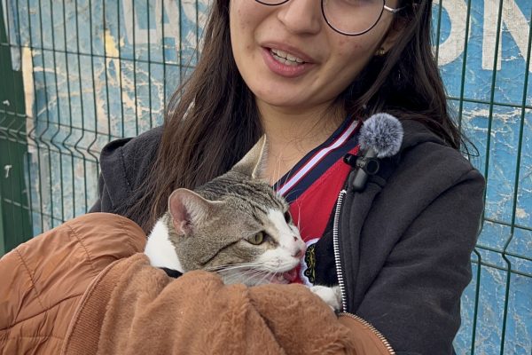 SG realiza esterilizaciones por el Día Internacional del Gato