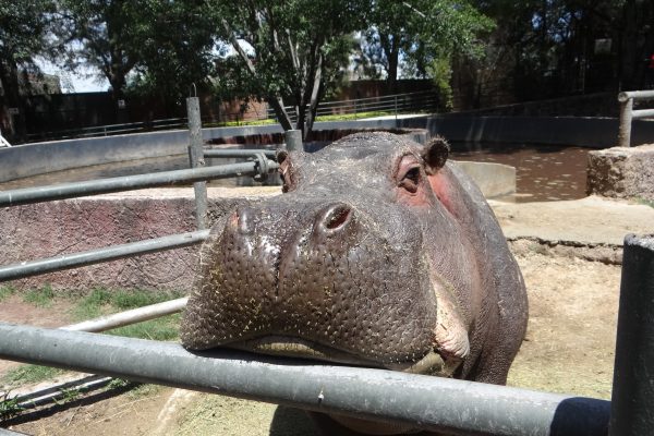 Benjamín y Lisa los hipopótamos más consentidos del Zoológico de Irapuato