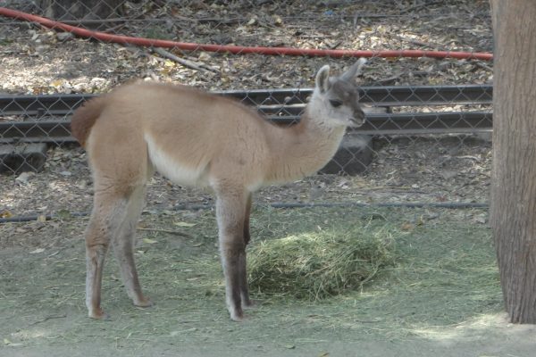 Ven y conoce a la nueva cría de llama del ZooIra