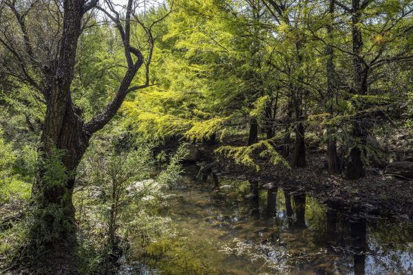 Consolidan acciones de reforestación en Guanajuato: Día del Árbol