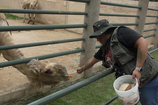 Ven y conoce a Galilea y Cuauhtémoc, los dromedarios del ZooIra