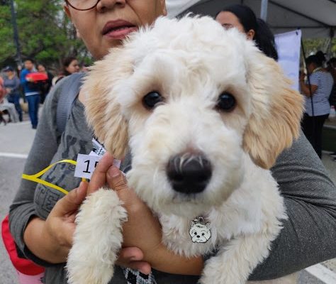 SSG anuncia Mega esterilización canina y felina en Salamanca.