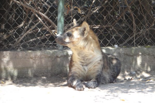Llega al ZooIra Winnie, hembra de hiena moteada